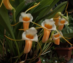 orchid-a-day:  Masdevallia fuchsii July 27,