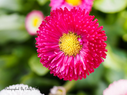 English Daisies!