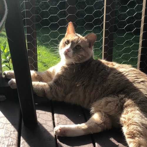cottagefaeries:he is so stunning.. look at those beans !