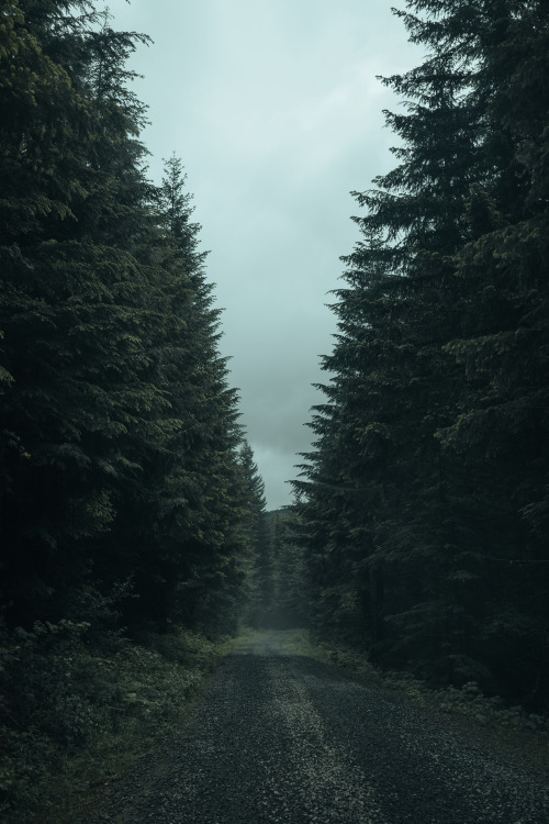In the calmness you can hear the forest tell small tales.by jasonscottishIG: jscottishLr Presets: Et
