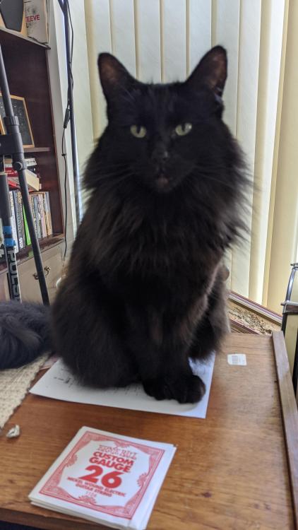bringmecatsposts
