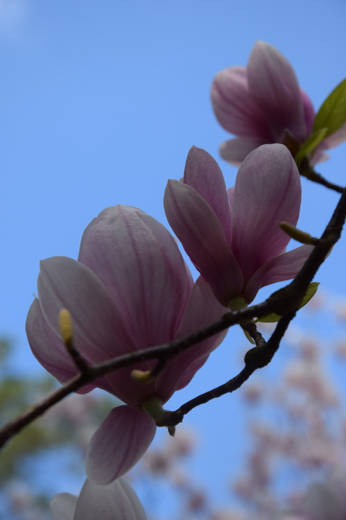 magnolia