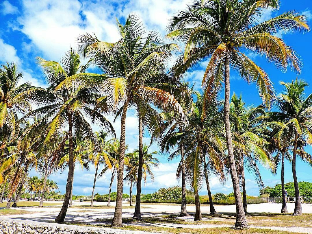 Coconut trees at Ocean Drive, Miami