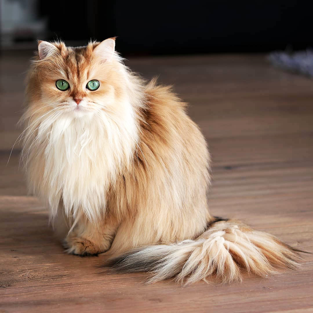 quiet–batpeople: inkxlenses:  Beautiful Smoothie! | by smoothiethecat  Wow. Wow