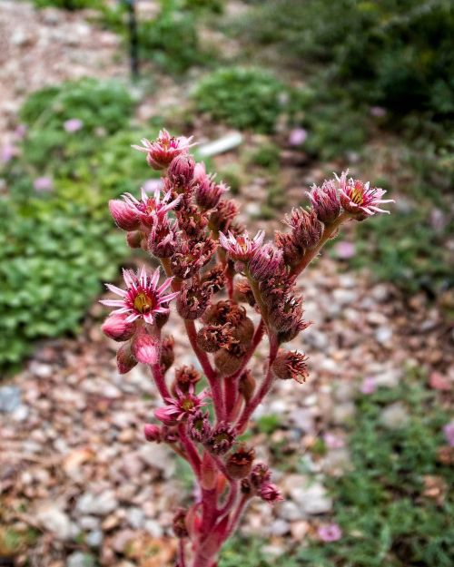 Random succulent flower stalk.  #ricoh #gr #ricohgr #ricohgrd #grdigital #ricohgrdigital #ricohgrd4 