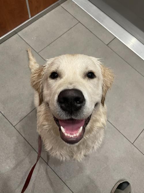 golden-retriever-overload:Just me, Sampson, playing it very cool, on the elevator to my favorite pla