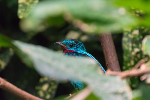 Love the open aviaries in the Woodland Park Zoo Top Row: Male Spangled Cotinga Middle Row: Male and 