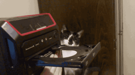 gifsboom: Cat confused by disk drive. [video]