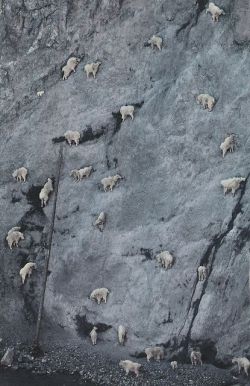  Mountain Goat (Oreamnos americanus) herd