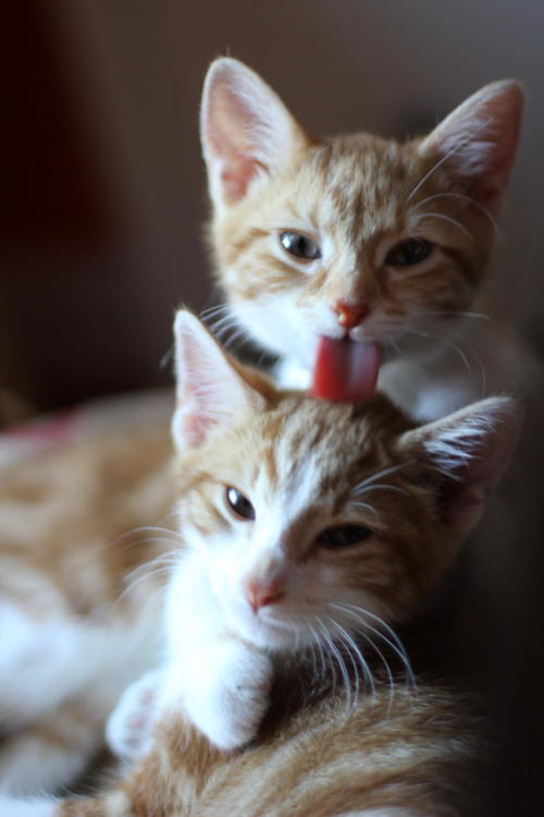 magical-meow:Nariz blanca y nariz colorada by Hormiguita Viajera mir Dos gatitos que se aman y se cu