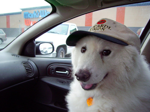 Porn cramp:  this dog is so happy, i bet it has photos