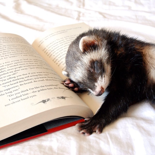 the-book-ferret:  Quigley was trying to help me read but he was too tired after playing