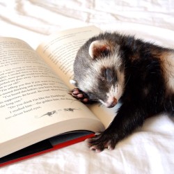 The-Book-Ferret:  Quigley Was Trying To Help Me Read But He Was Too Tired After Playing