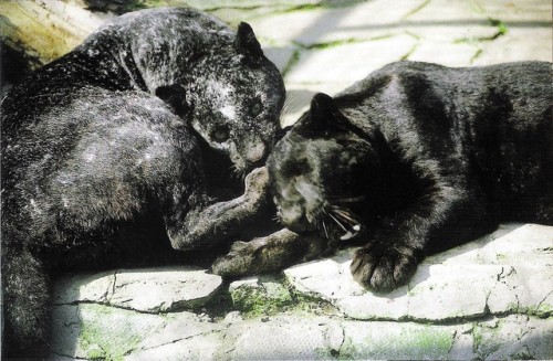 sixpenceee:  A picture of the Cobweb Panther in the 1980s. Thought to have a new color mutation, she gave birth to two litters which did not inherit her coloration.