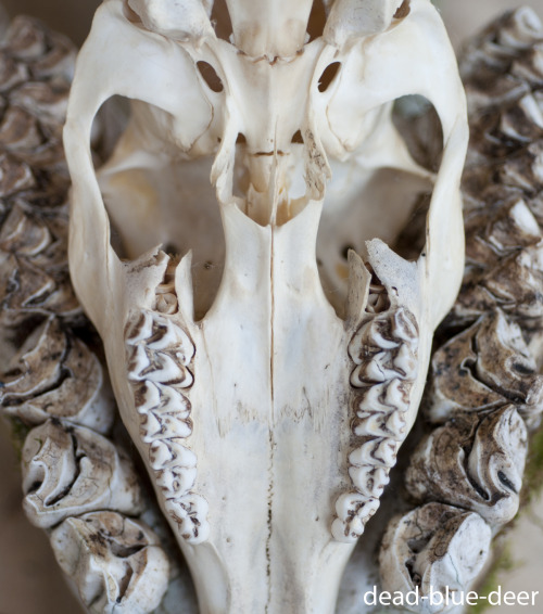 dead-blue-deer: Day 17: A picture of teeth Yearling white-tailed deer skull nestled inside a cow moo