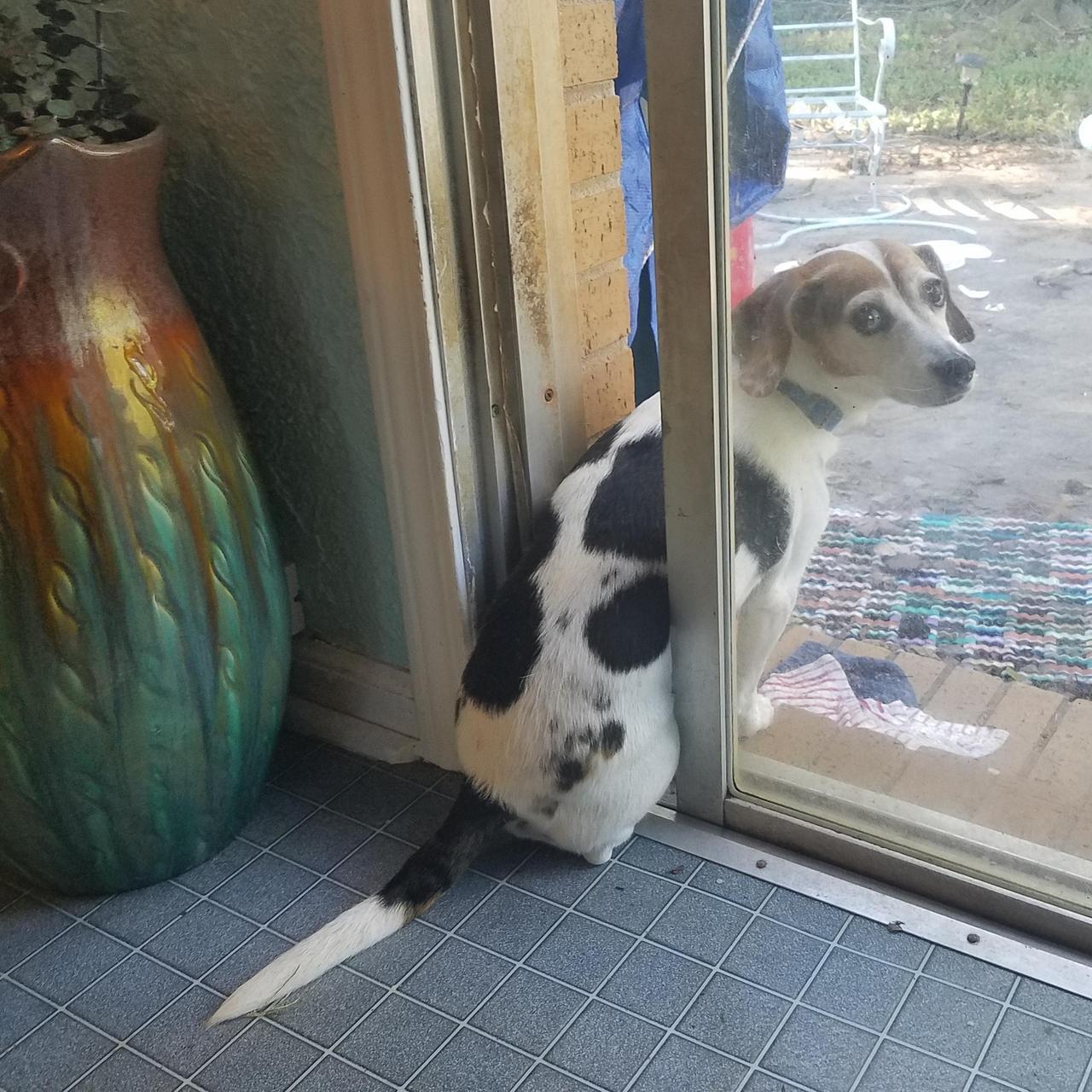 If she goes outside we shut the door and she hates it. So she keeps her butt inside to prevent this while she birdwatches. Meet Sofie. (Source: https://ift.tt/2OU4MAC)
