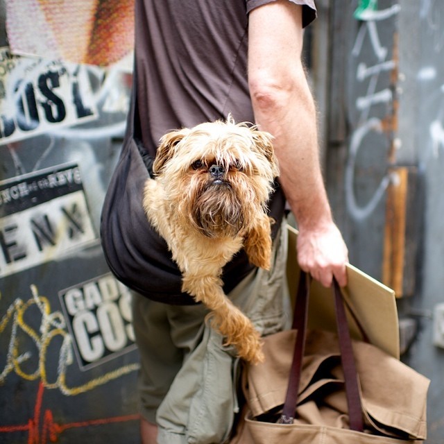 thedogist:
“ Phineus, Brussels Griffon, 17th & 6th Ave, New York, NY
”