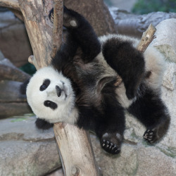 giantpandaphotos:  Xiao Liwu at the San Diego