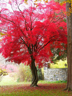 mistymorningme:   	Beautiful Japanese Maple by Stanley Zimny     