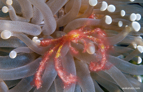 Wakatobi’s reefs are also rich in a rich variety of life. The region is known as the most bio-divers