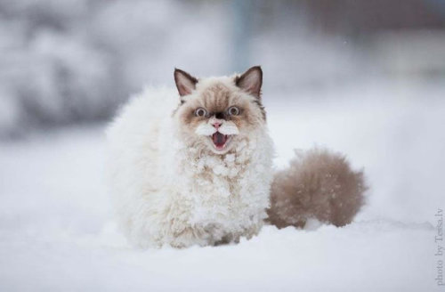 markdoesstuff:wildflower-faerie:scarftumbls: this was adorable but then the cat  The cat is an accurate description of me in winter.   what a beautiful photoset