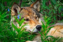 wolfsheart-blog:  Lounging Wolf by   Elijah