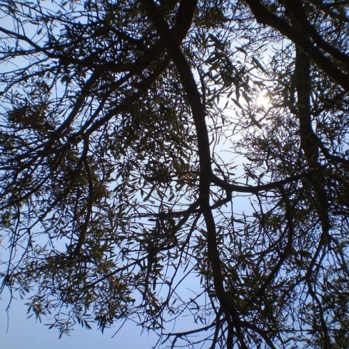 Treelove!!!!❤ #treelovers #trees #naturelover #nature #sunsets #sunnydays #sun #sky #bluesky
