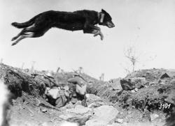 georgy-konstantinovich-zhukov:Captured in mid-leap, a German messenger dog bounds across a trench during World War I, c. 1917. (IWM)
