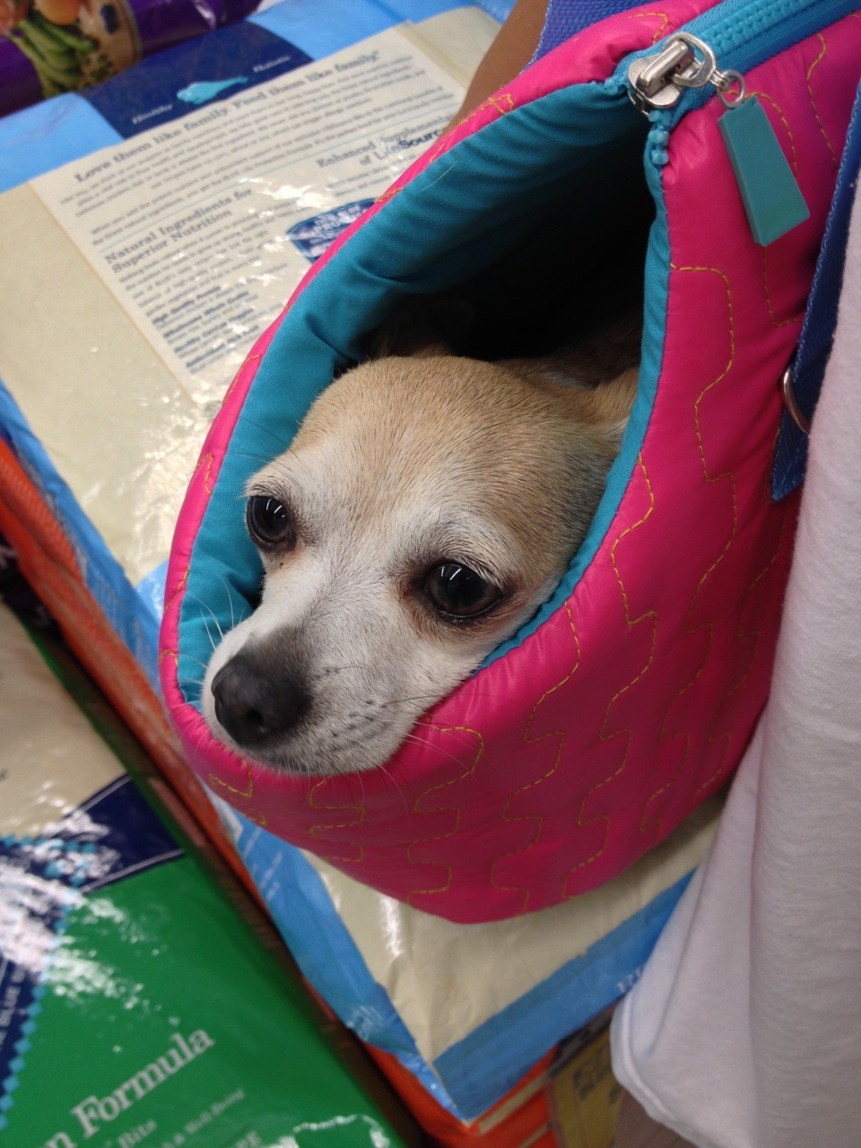 kinda late but happy birthday!!! 🌸 wanted to share Luna, the sweetest chihuahua