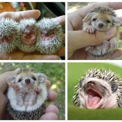 Baby hedgehogs!!!!!! 