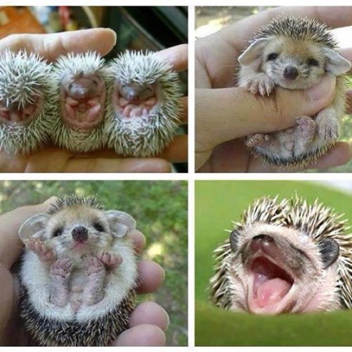 Baby hedgehogs!!!!!!  porn pictures