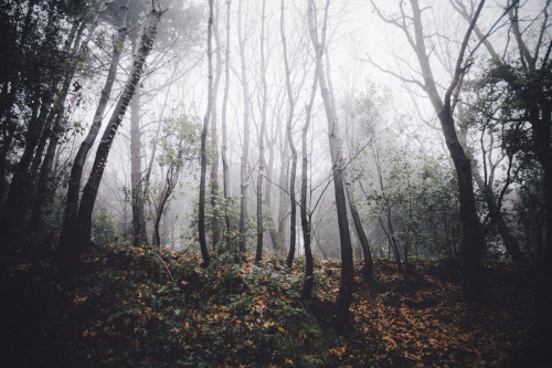 elenamorelli:  { the scent of autumn time } 