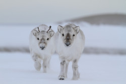 mace-onymous:  thecountryfucker:  The most powerful fucking magical creature in the Universe: Baby Reindeer.    Oh my.