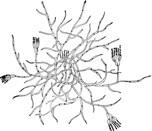 Cave Networks, Fungi, And What It Means To Be Alive