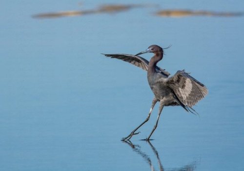 Little blue heron showing off his #olympic moves. #florida #wildlife #birds #cleanwater #blueheronfo