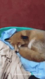 missisanfi:  Rescued fox wags her tail to her caretaker 