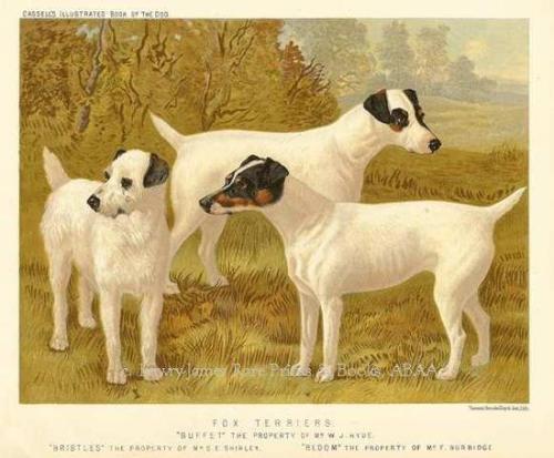 The Illustrated Book of the Dog by Vero Shaw. 1880. Chromolithograph. Cassell, Petter, Galpin Co., L