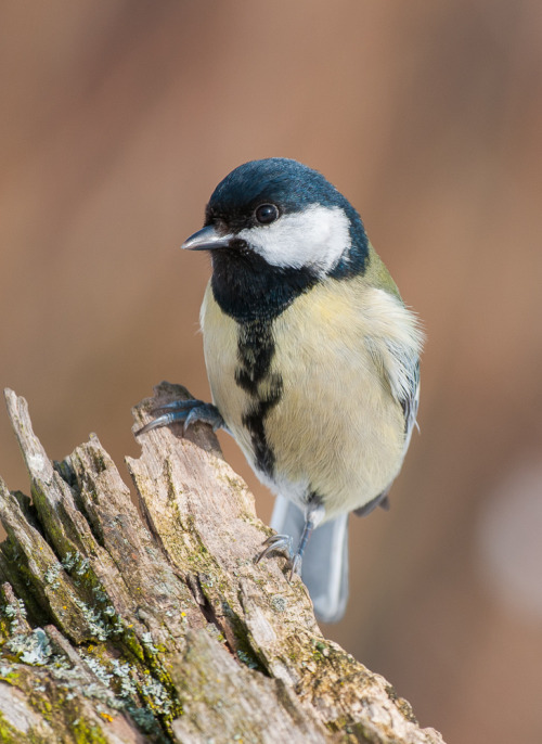 Great Tit (Parus major) >>by Michael Merl