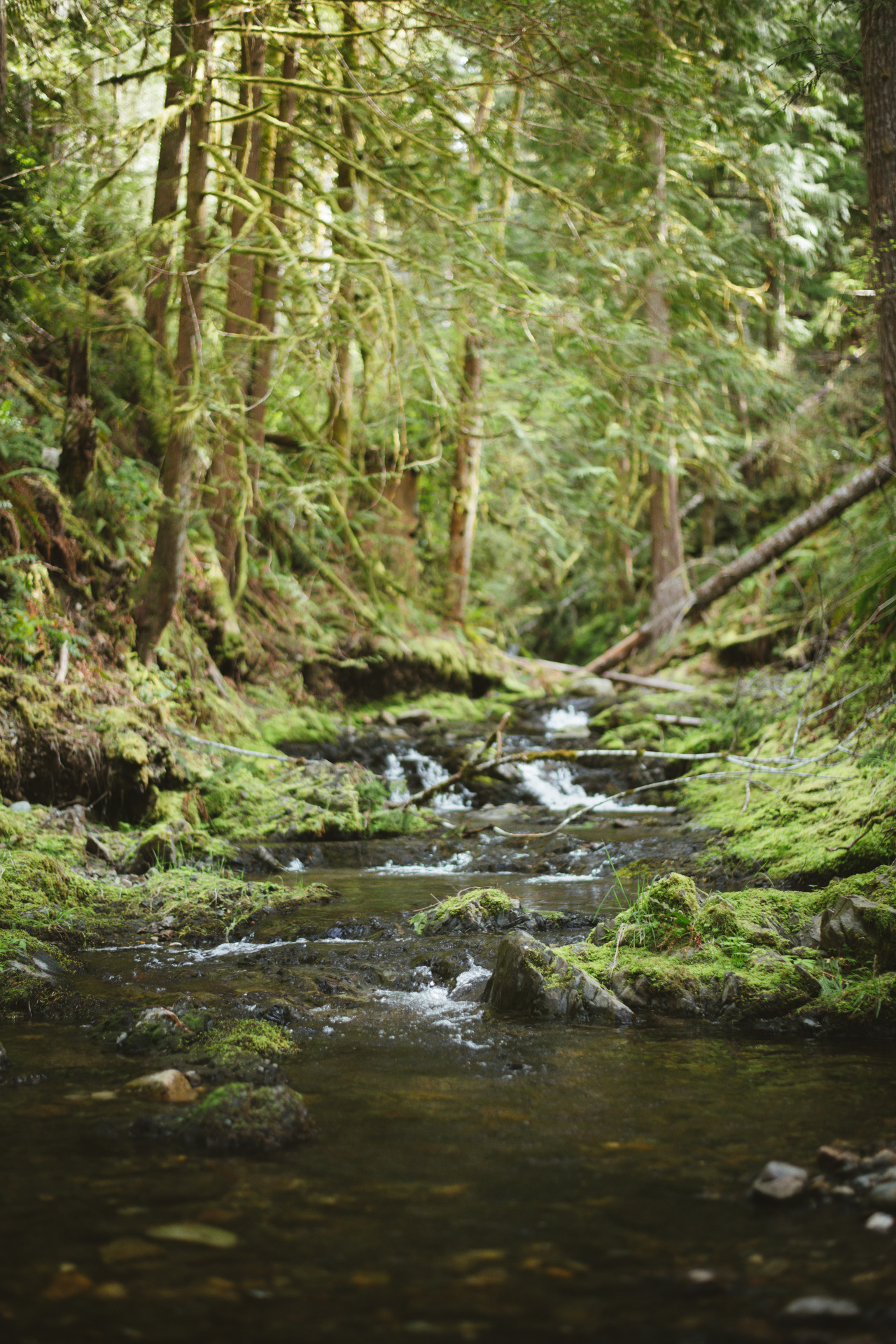Tin Mine Creek #nature#landscape#lensblr #artists on tumblr #original photographers#photography #photographers on tumblr #Washington#vsco#pacific northwest#p