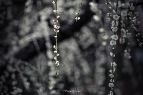 landscape-photo-graphy:The Enchanting Japanese Spring Photographed by Hidenobu Suzuki Japanese beaut