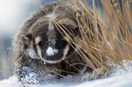 dendroica: A badger in Yellowstone National Park, Wyoming. Badgers were an alarmingly frequent topic