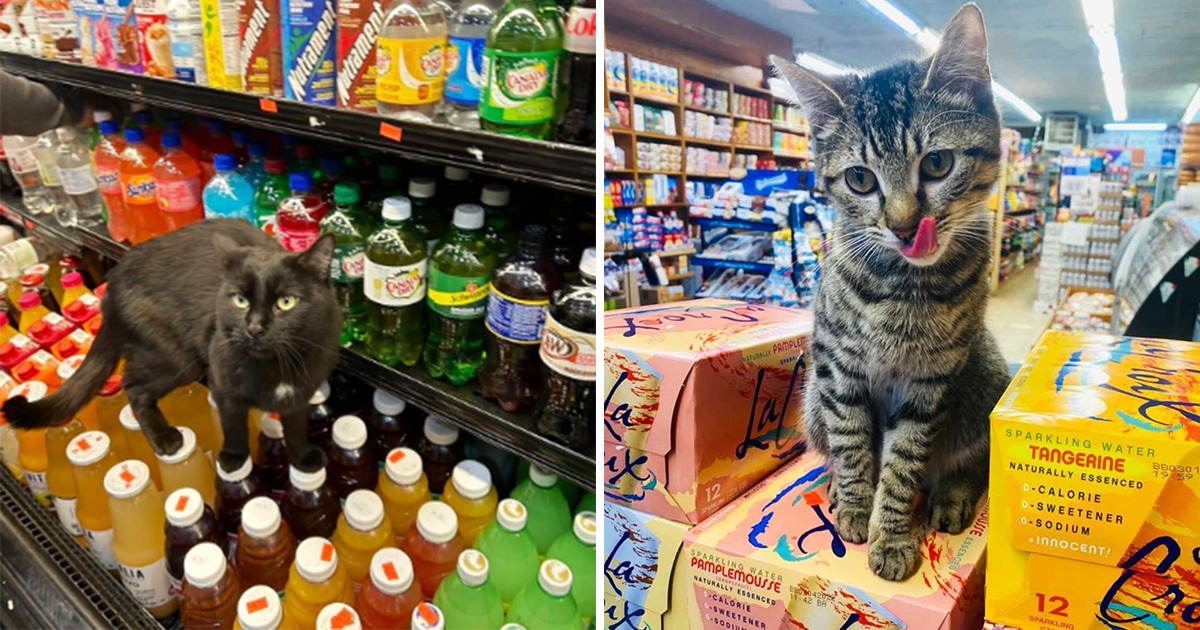 45 Funny Bodega Cats Confidently Stocking The Shelves With Themselves