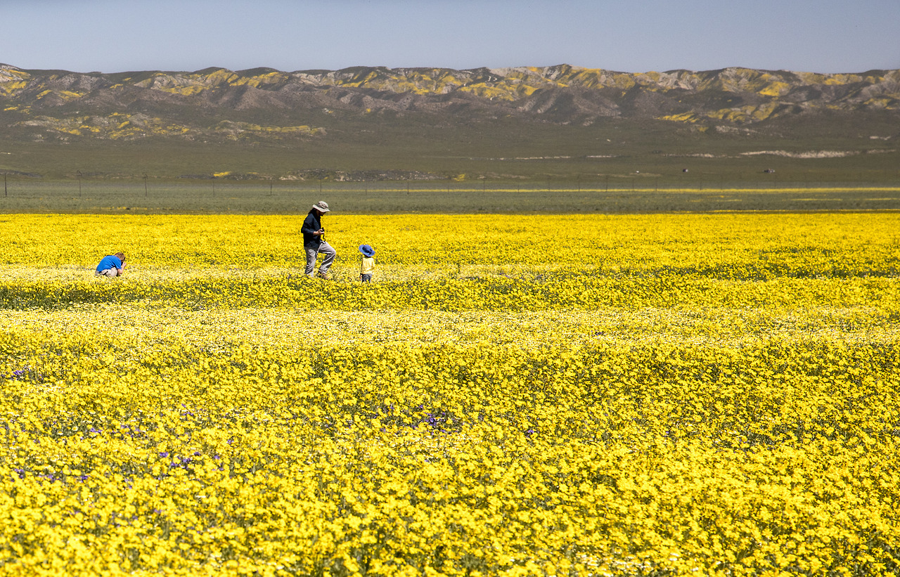 americasgreatoutdoors: The superbloom has migrated north to California’s Central