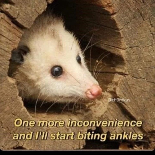 Opossums But From My Communication Meme Folder