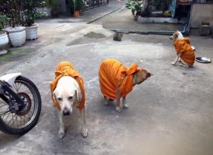 erenyaygr:  sixpenceee:  As Thailand faces colder weather than usual, the monks wrap