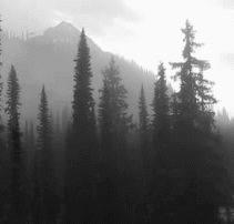Muddled Forest 