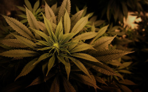 Grow Weed. Smoke Weed.