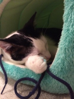 snapbackobrien:  sleepy baby with his favorite string