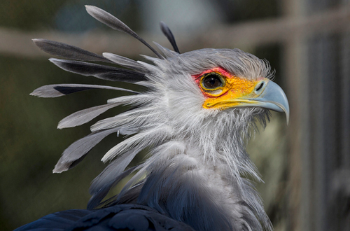 anrisalikespie:  Can we just take a moment to look at the Secretary Bird? Okay, first