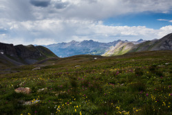 daskibum: late wildflowers up on Black Bear